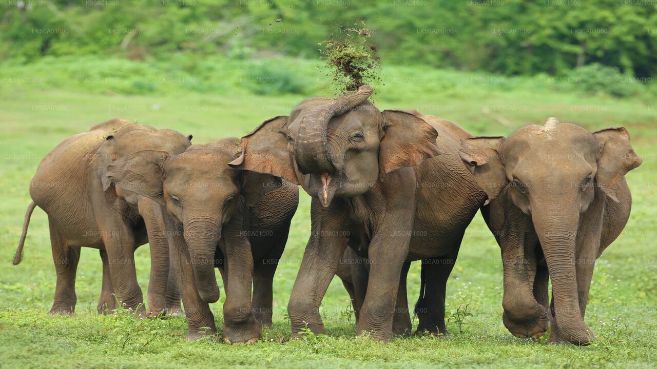 Udawalawe National Park Privat Safari med naturforsker