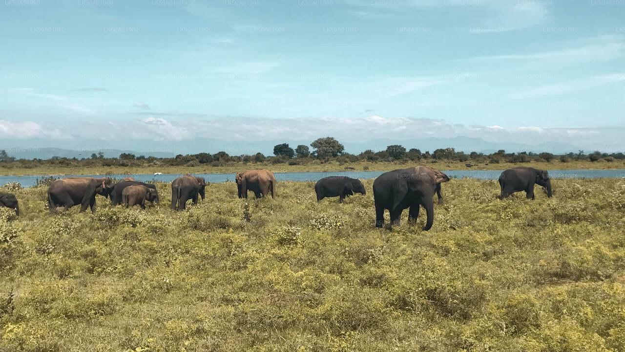 Indgangsbillet til Udawalawe National Park