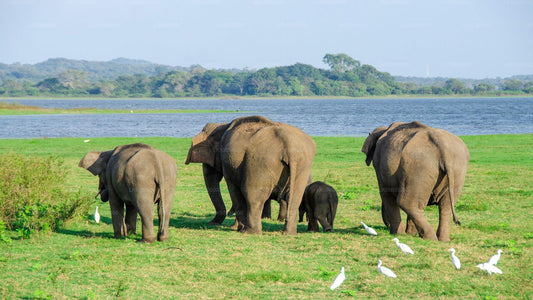 Minneriya National Park Privat Safari fra Sigiriya