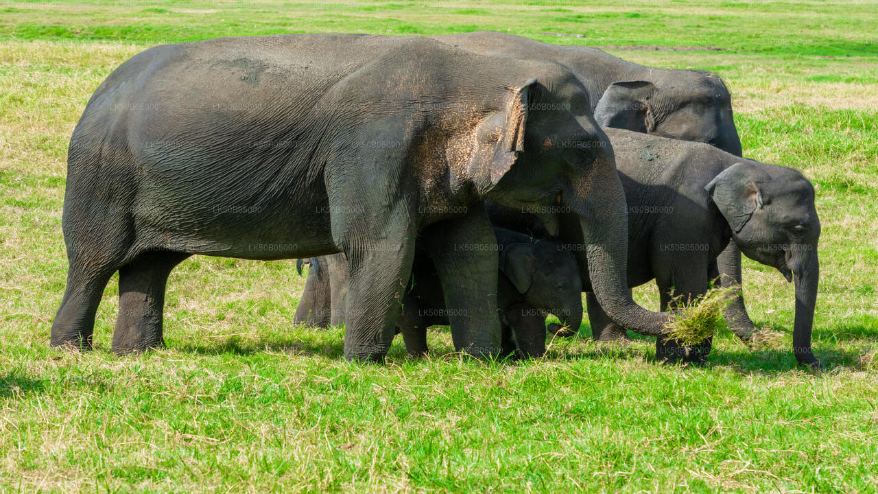 Minneriya National Park Privat Safari fra Sigiriya