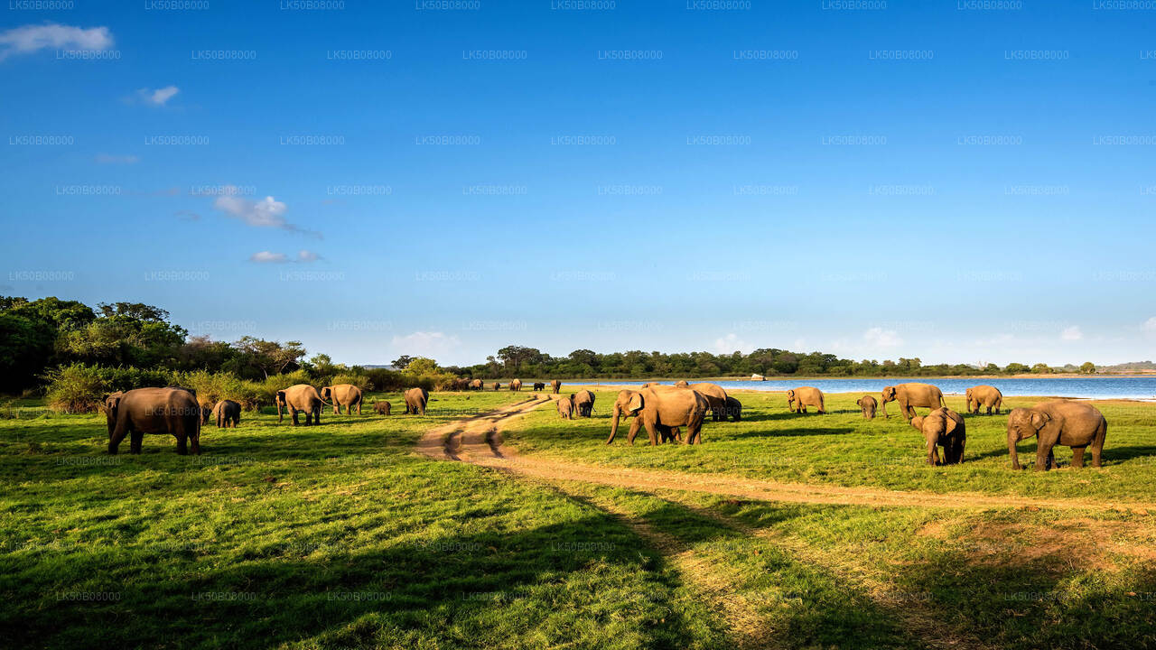 Den store elefant, der samler privat safari fra Minneriya