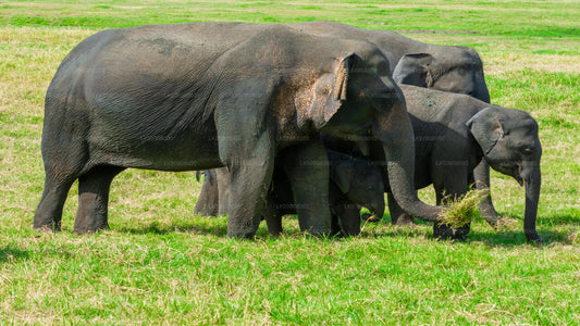 Den store elefant, der samler privat safari fra Minneriya