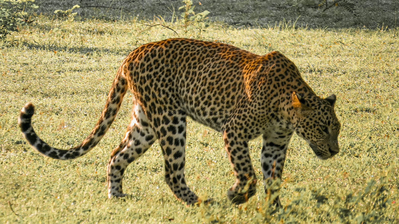 Yala Nationalpark Privat Safari