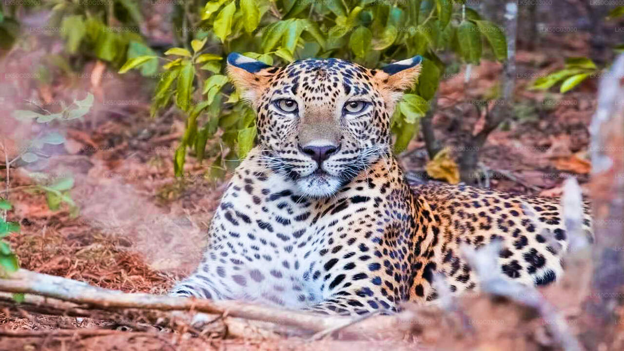 Yala National Park Leopard Safari