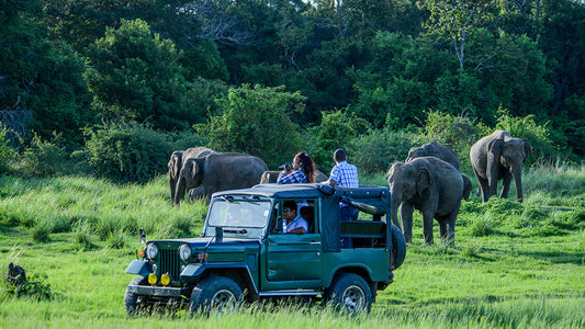 Bundala Nationalpark Private Safari