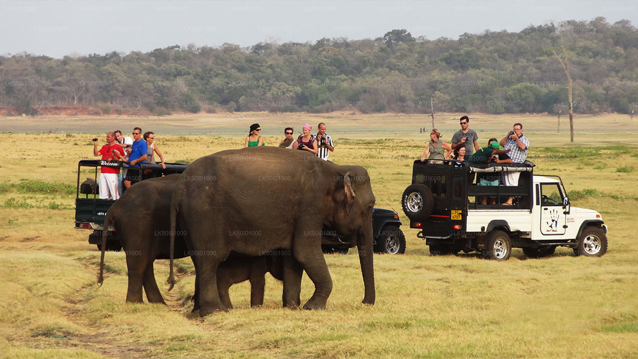 Wasgamuwa Nationalpark Privat Safari