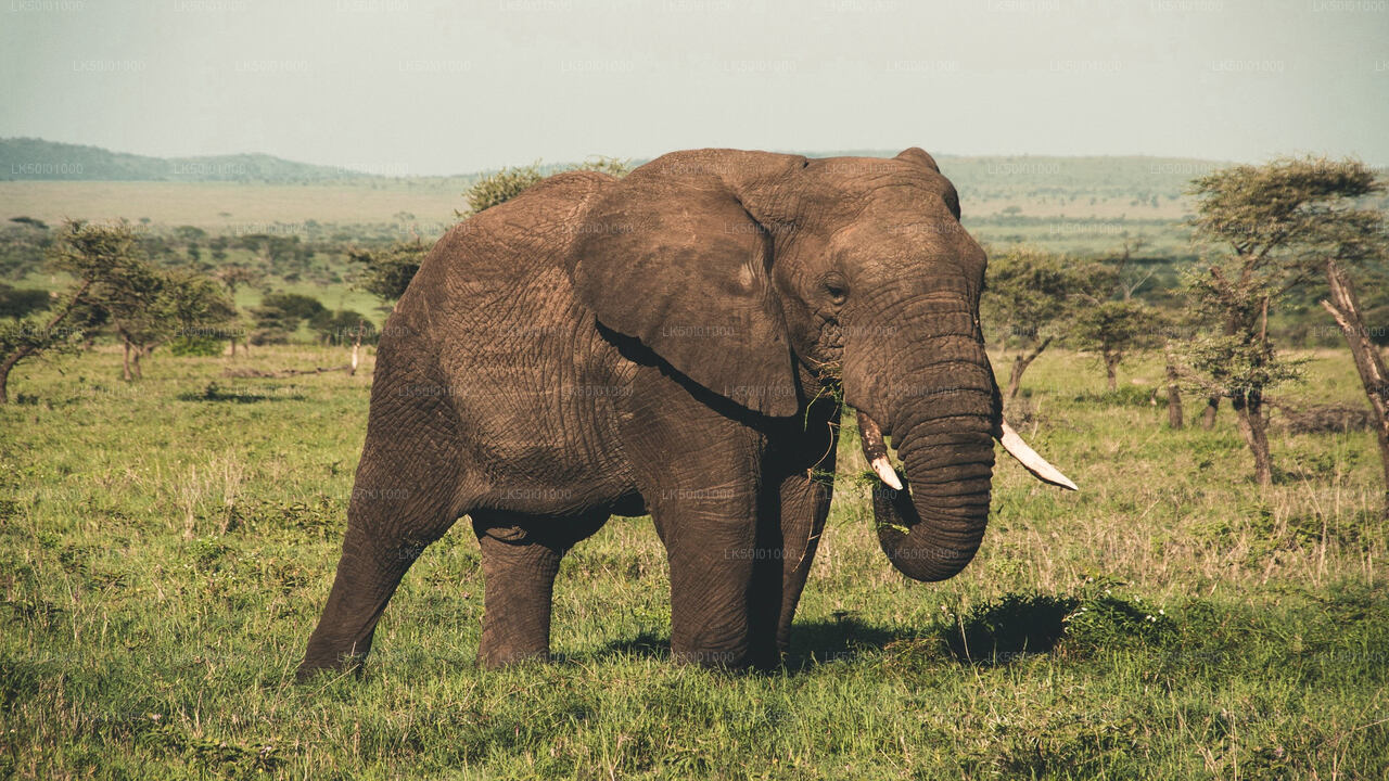 Wasgamuwa Nationalpark Privat Safari