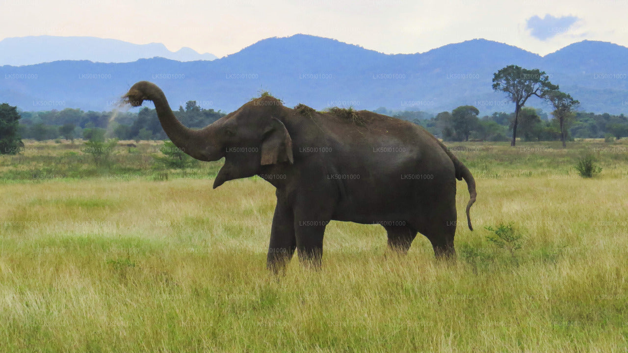 Wasgamuwa Nationalpark Privat Safari