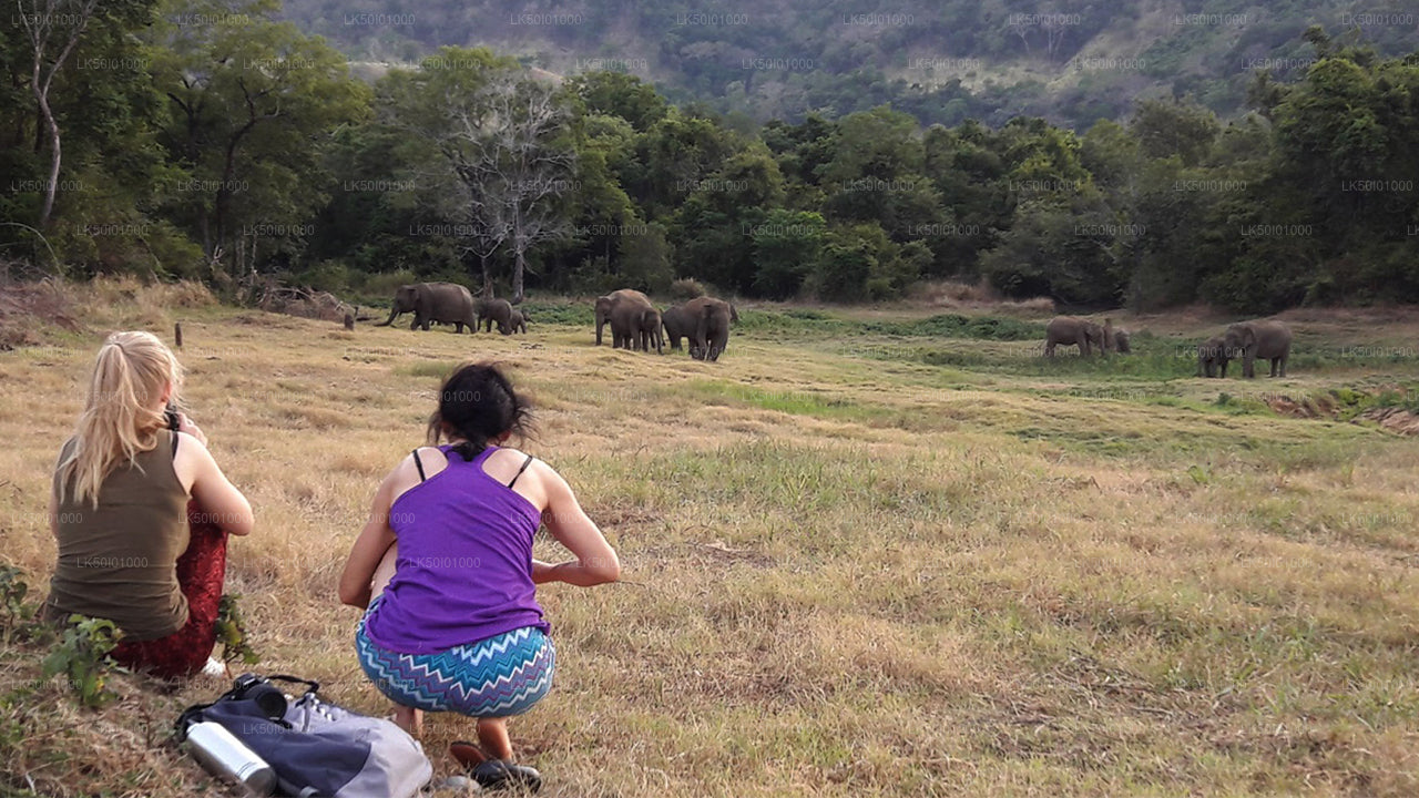 Wasgamuwa Nationalpark Privat Safari