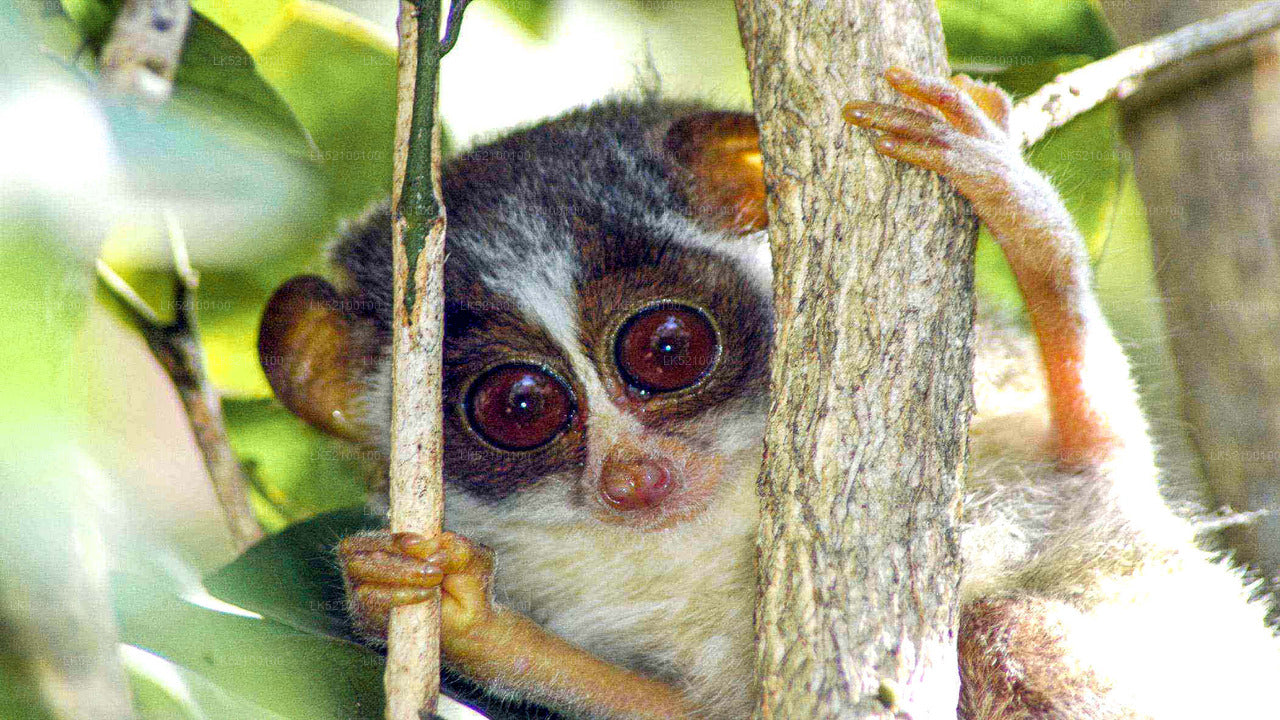 Loris Watching from Kitulgala