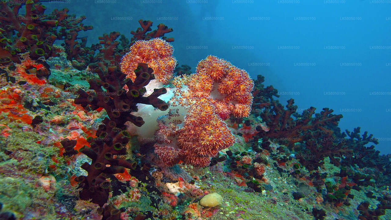 Snorkling fra Negombo