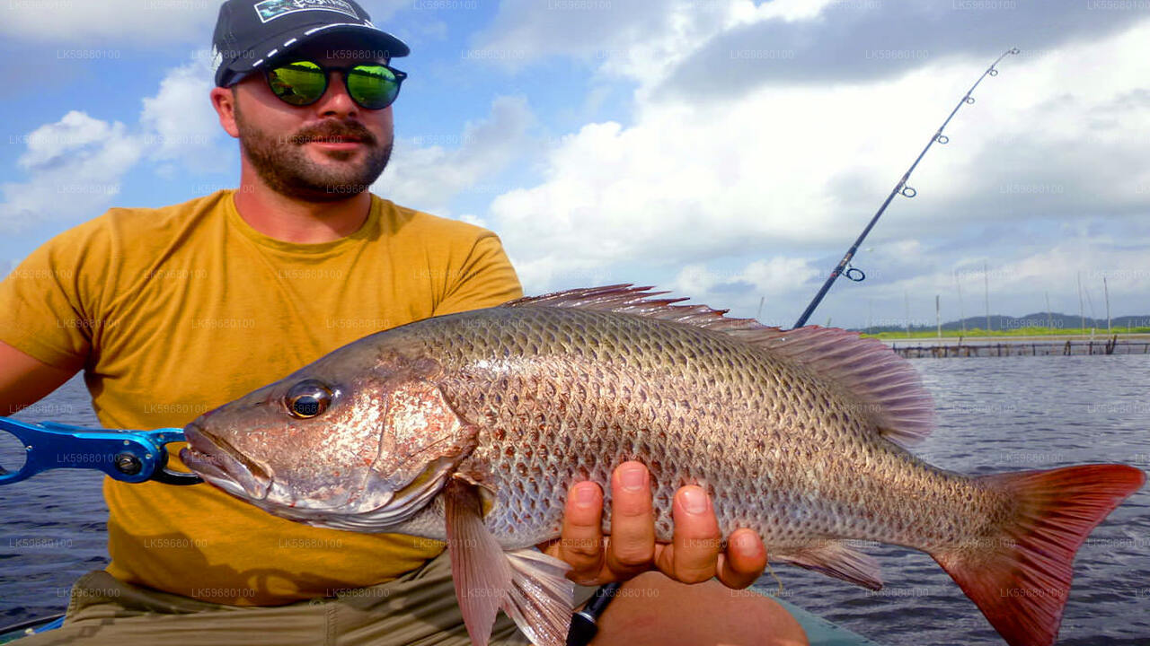 Freshwater Fishing from Bolgoda Lake