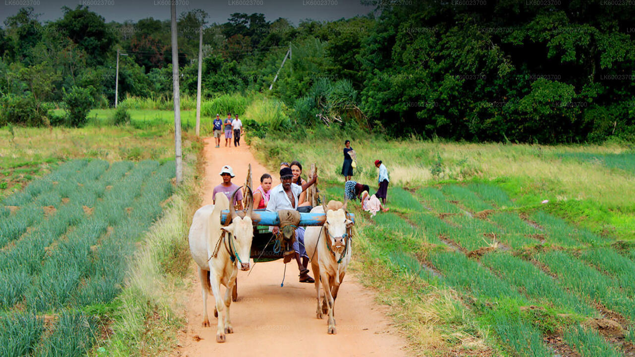 Village Life Tour fra Kandy