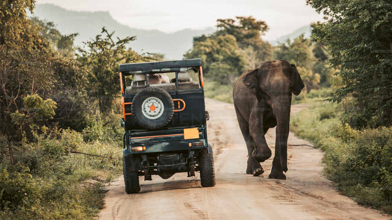 Udawalawe Nationalpark Safari fra Mirissa