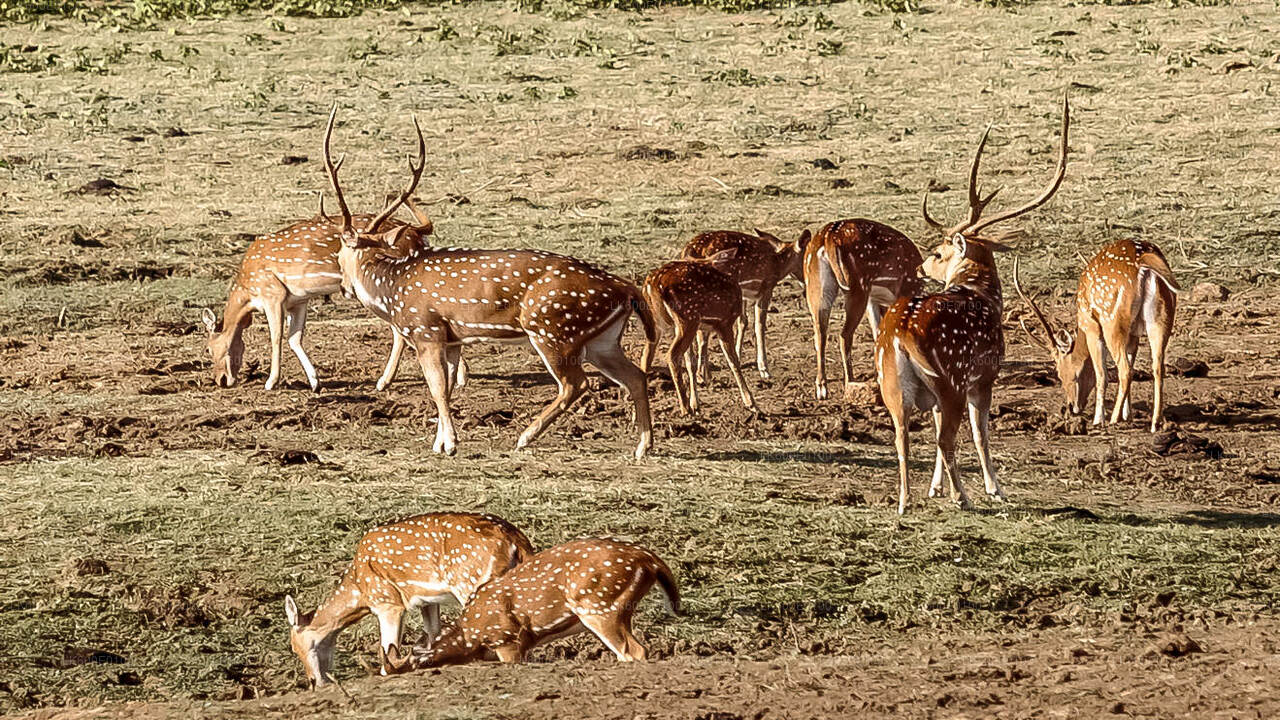 Udawalawe National Park Safari fra Beruwala