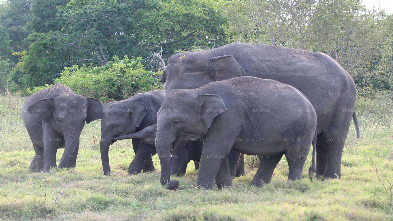 Sigiriya Rock og Wild Elephant Safari fra Dambulla