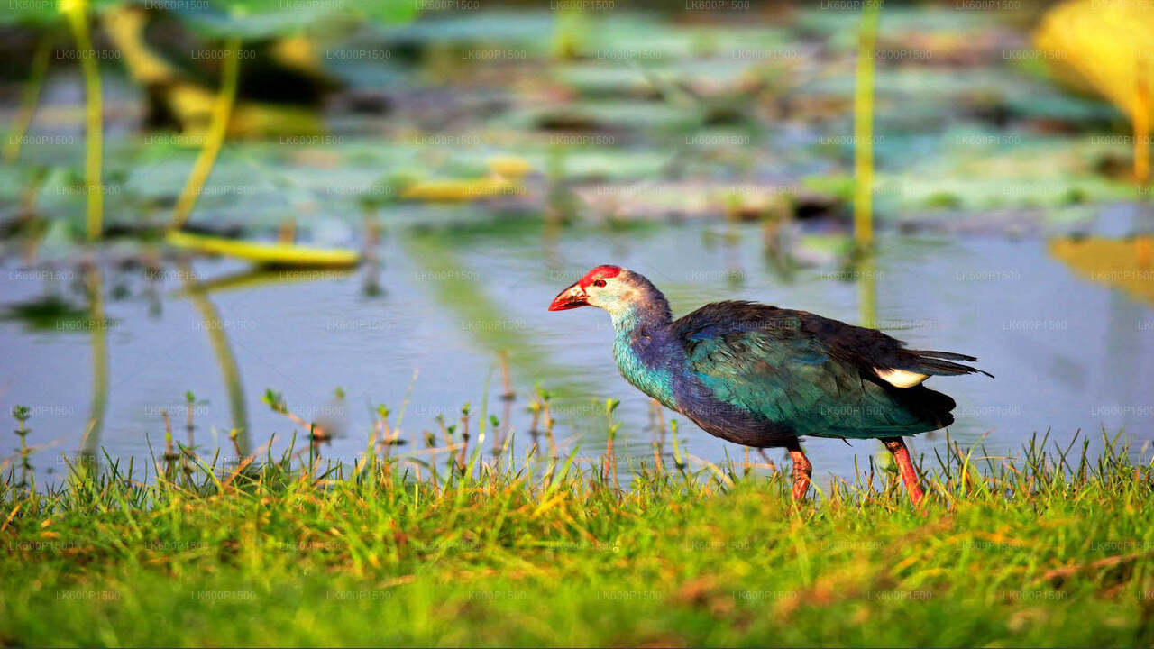 Bundala National Park Safari from Galle