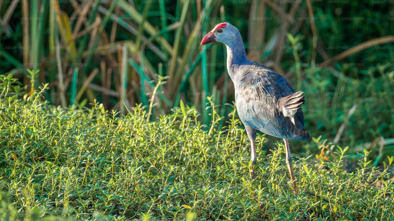 Bundala National Park Safari from Galle