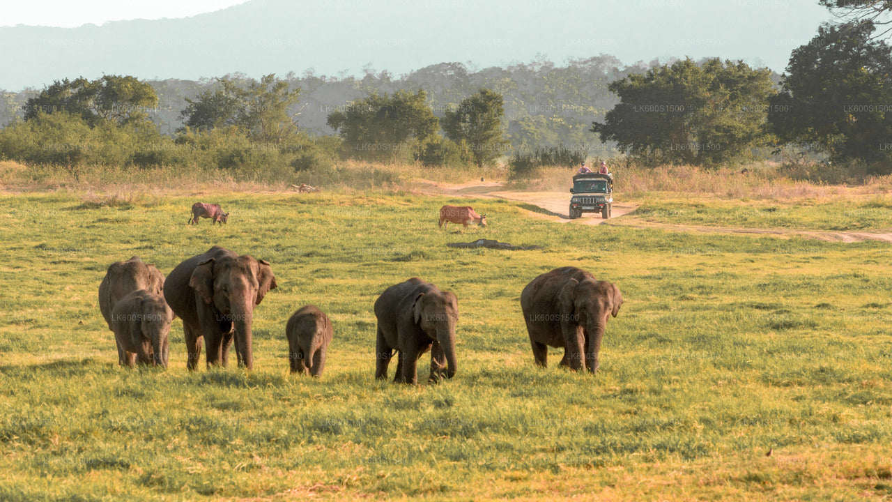 Polonnaruwa Ancient Kingdom og Wild Elephant Safari fra Habarana