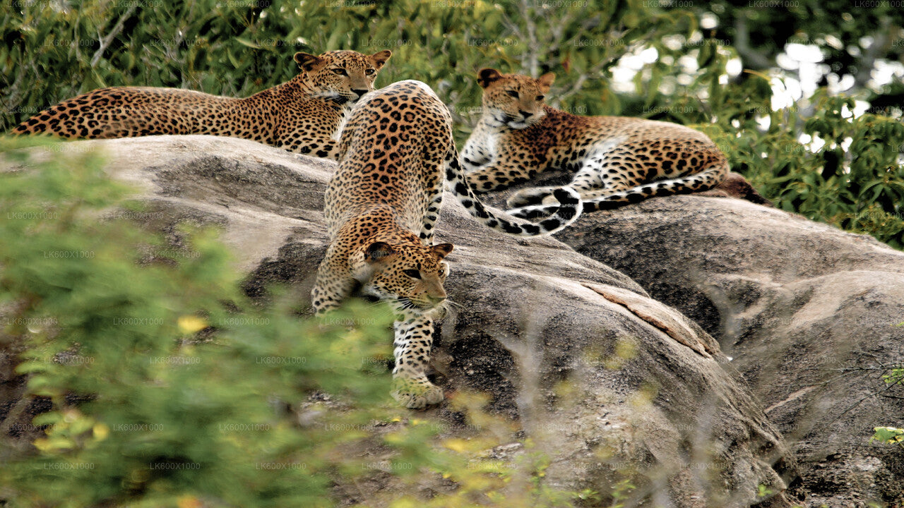 Yala Nationalpark Safari fra Hikkaduwa