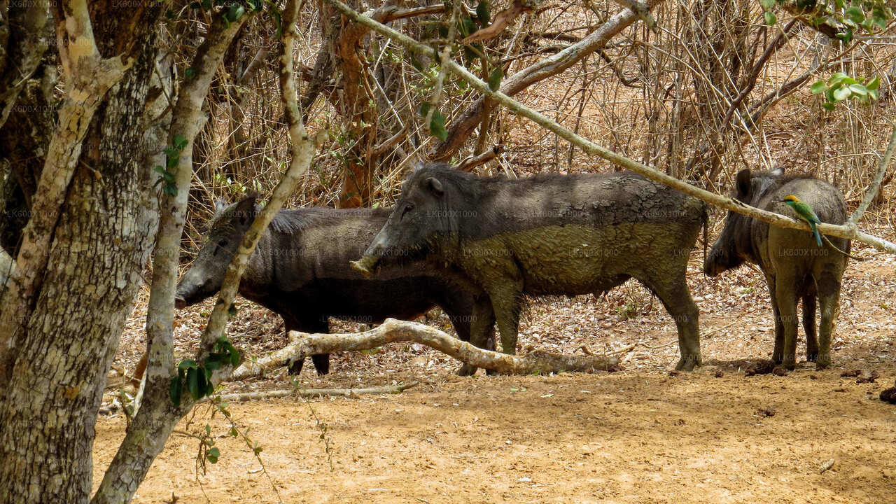 Yala Nationalpark Safari fra Hikkaduwa