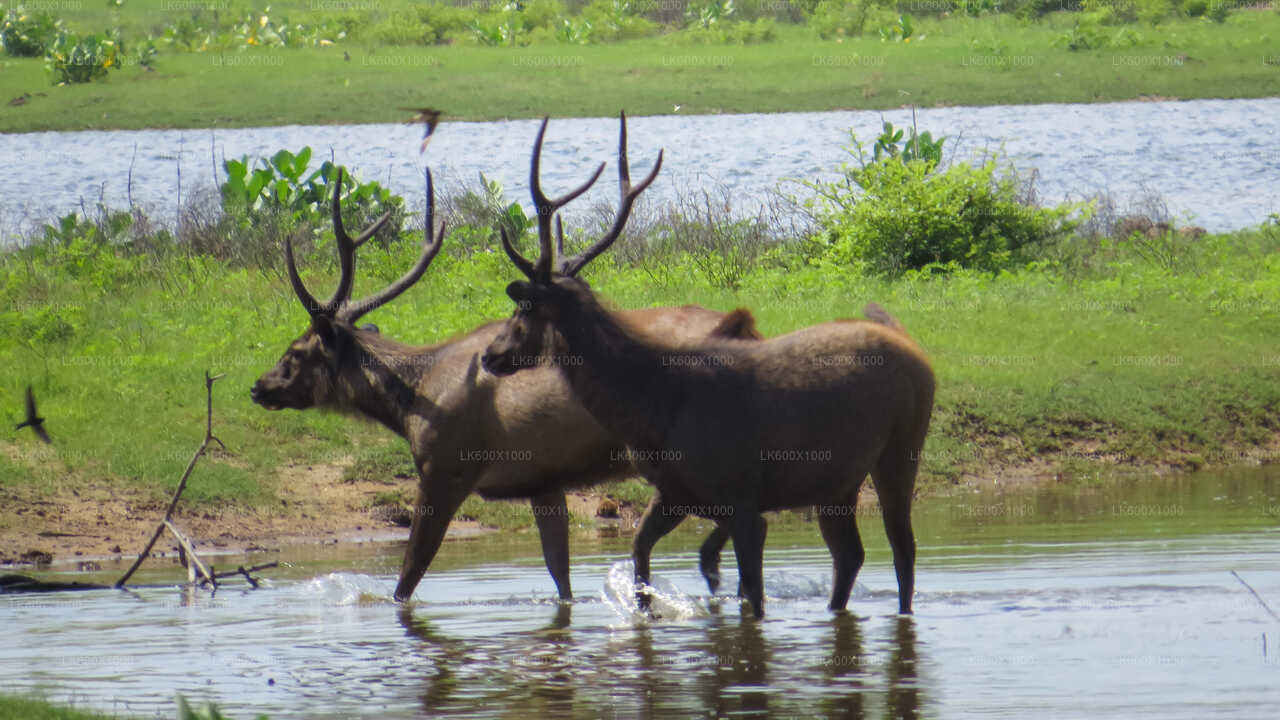 Yala Nationalpark Safari fra Hikkaduwa