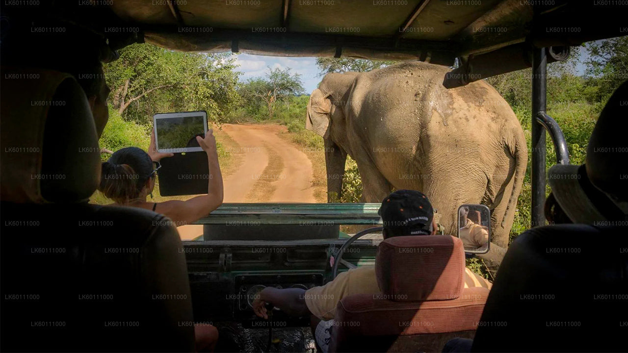 Yala Nationalpark Safari fra Hikkaduwa