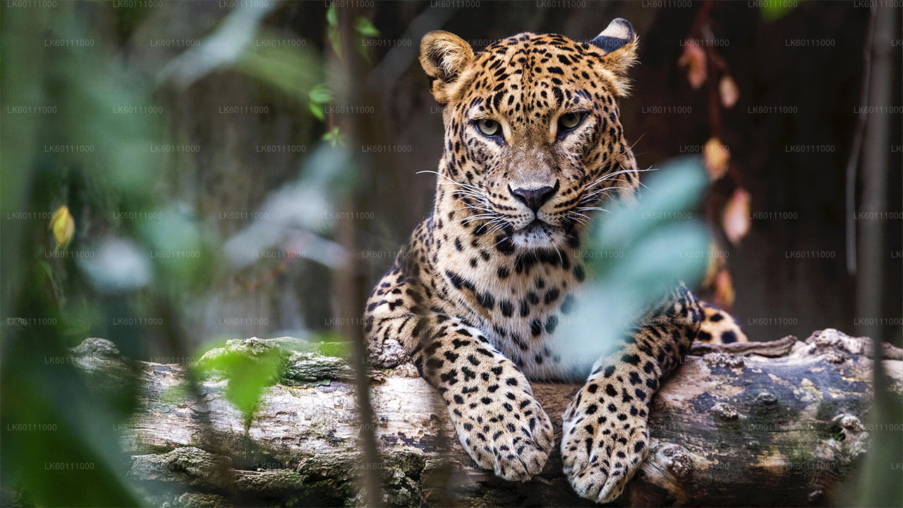 Yala Nationalpark Safari fra Hikkaduwa