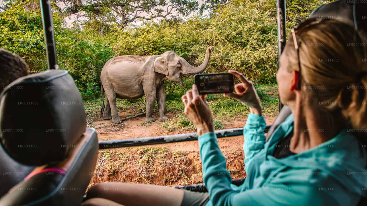 Yala Nationalpark Safari fra Hikkaduwa