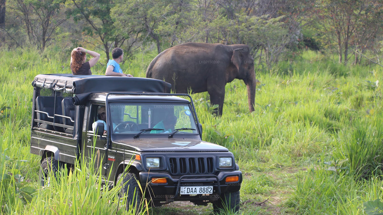 Udawalawe Nationalpark Safari fra Tangalle
