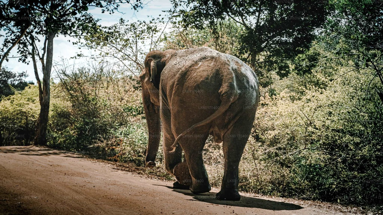 Sigiriya Rock og Wild Elephant Safari fra Kandy