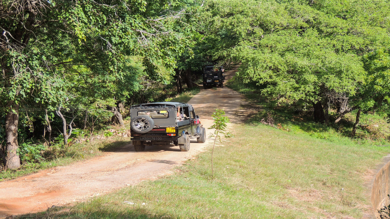 Kaudulla Nationalpark Safari fra Kandy