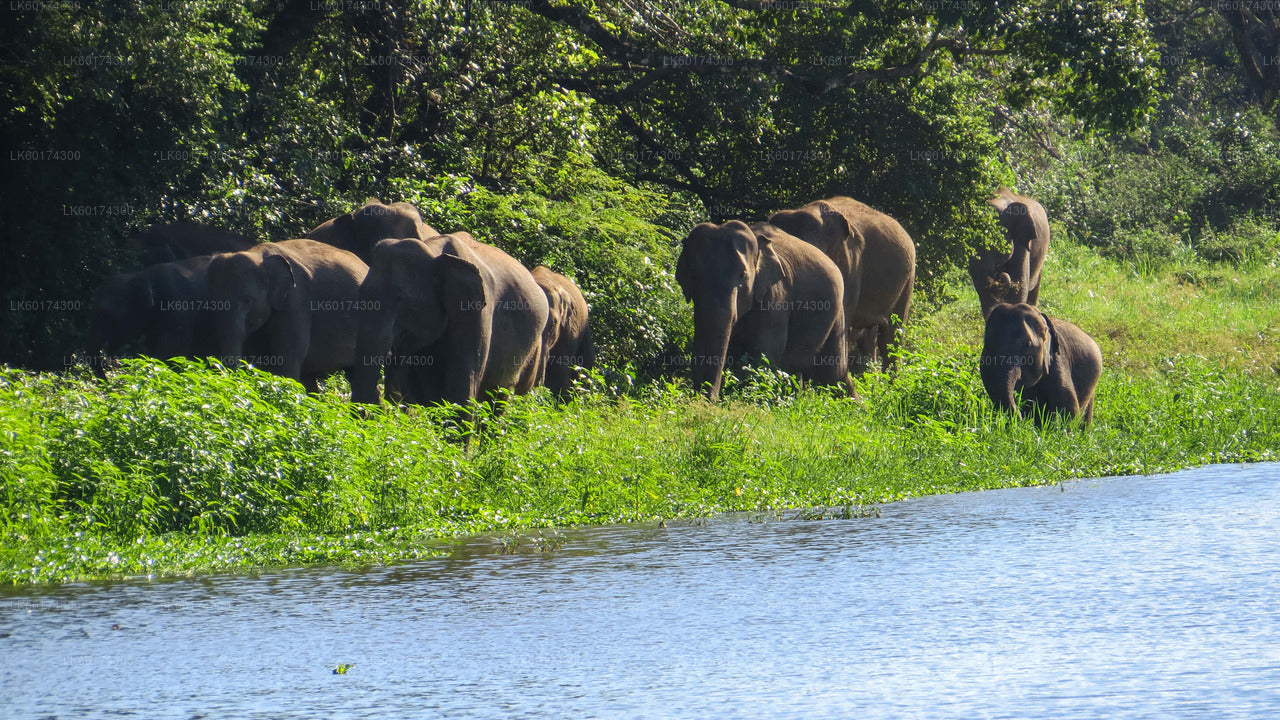 Wasgamuwa Nationalpark Safari fra Kandy