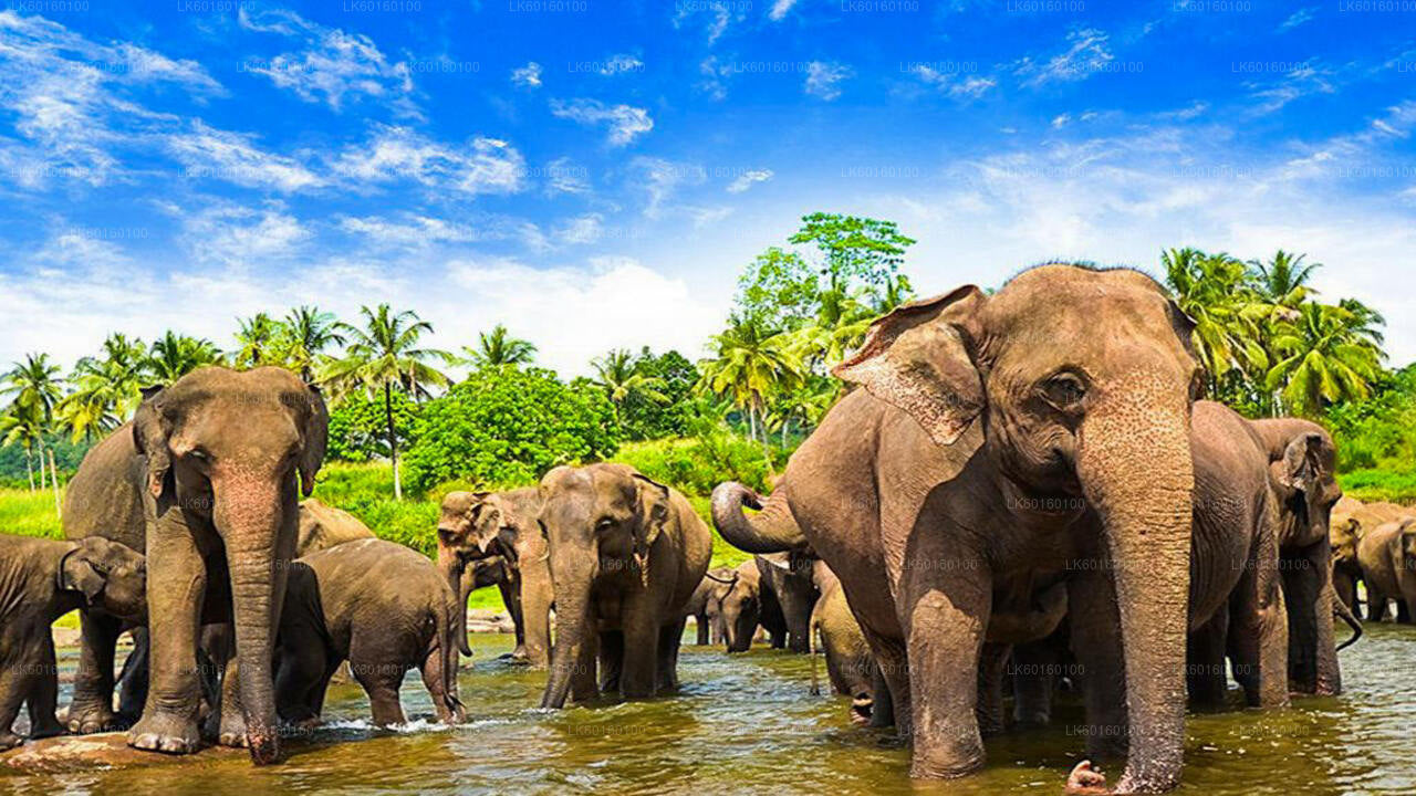 Pinnawala og Kandy Tour fra Colombo