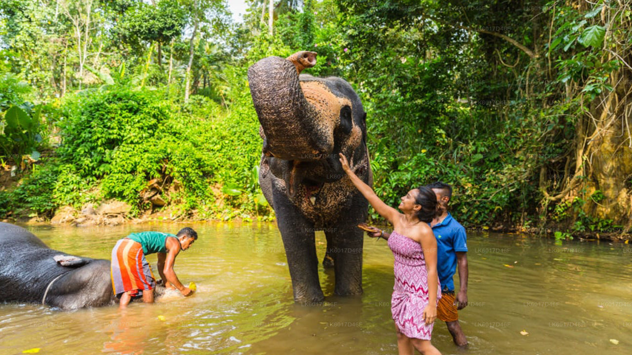 Millennium Elephant Foundation fra Colombo