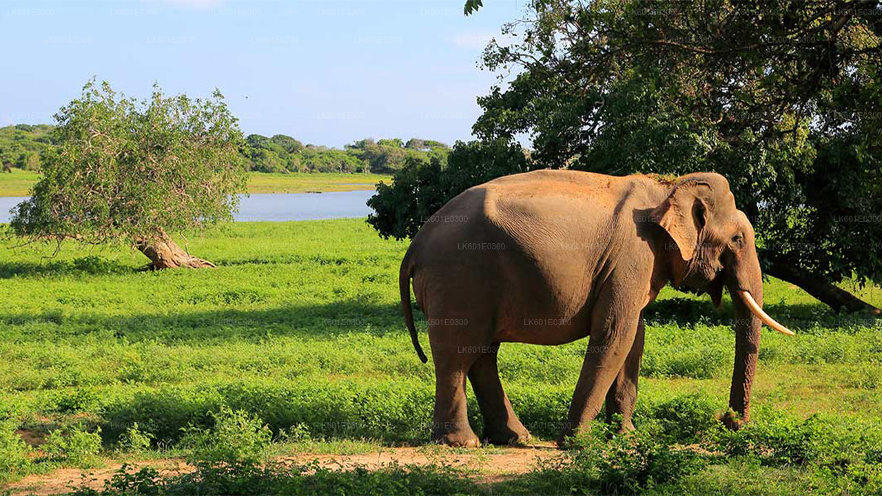 Bundala Nationalpark Safari fra Koggala
