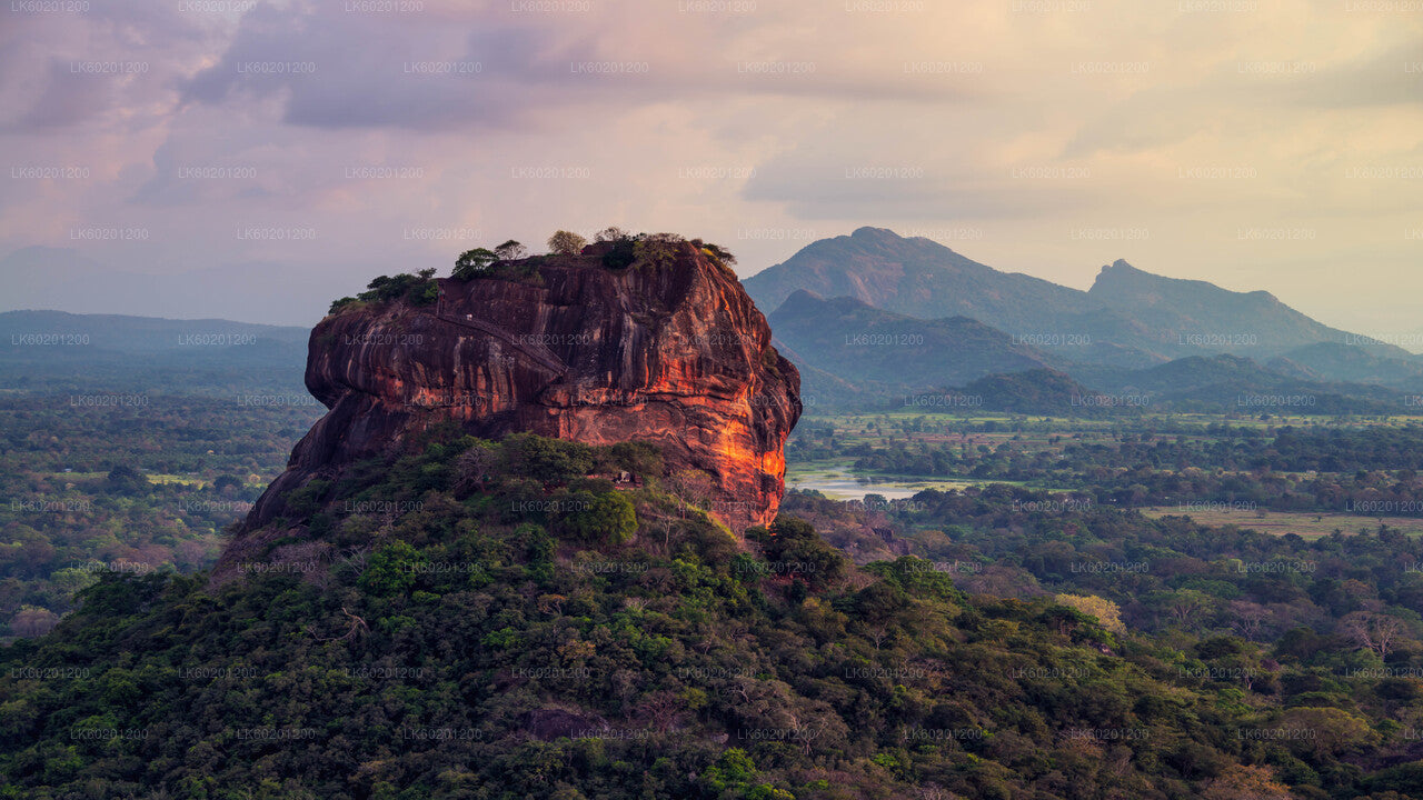 Sigiriya Rock og Wild Elephant Safari fra Sigiriya