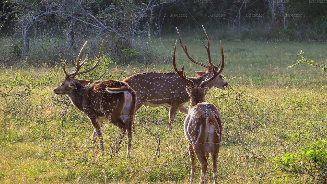 Wilpattu Nationalpark Safari fra Sigiriya