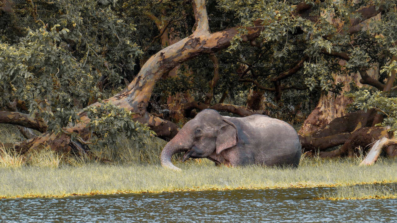 Wilpattu Nationalpark Safari fra Sigiriya