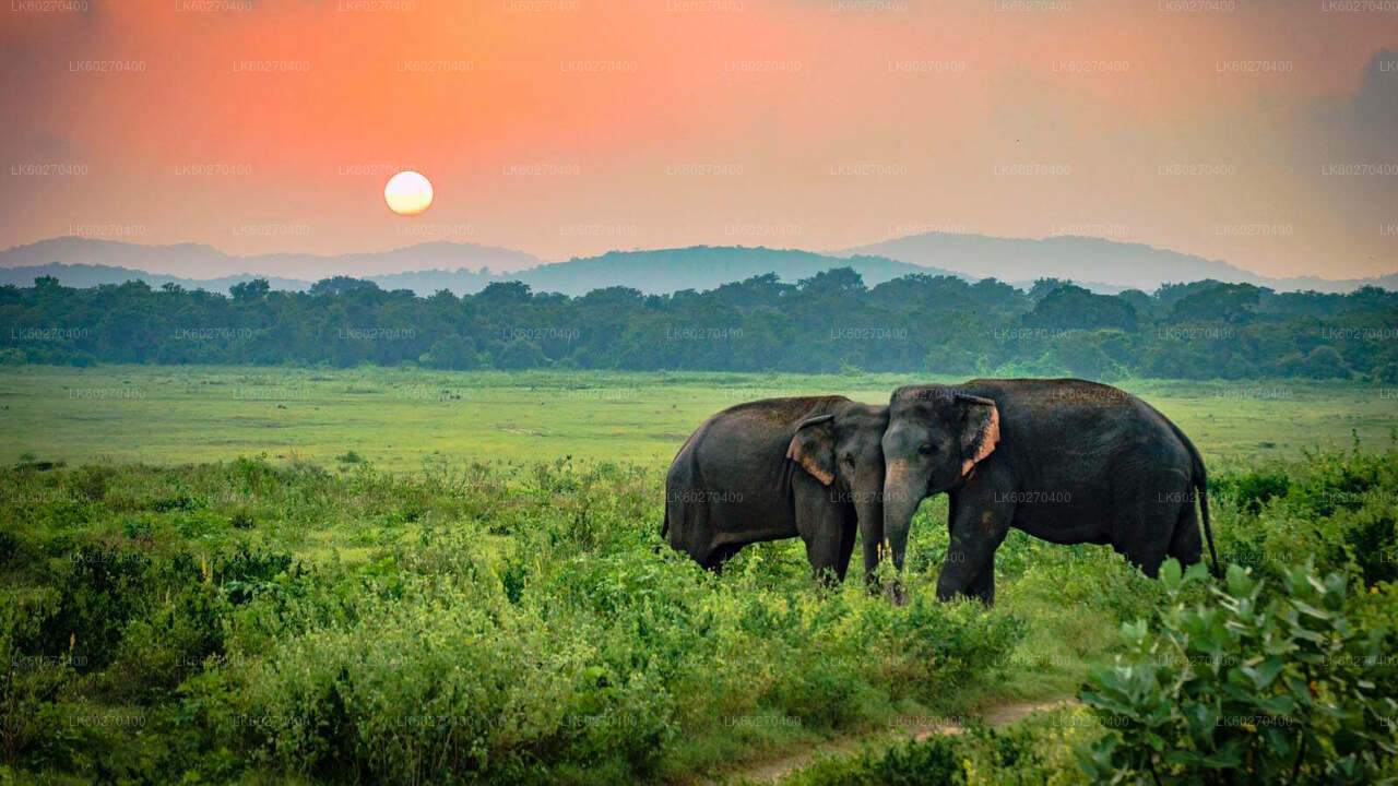 Udawalawe Nationalpark Safari fra Dikwella