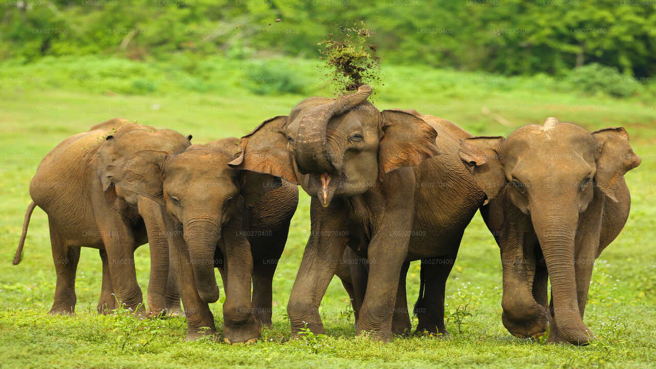 Udawalawe Nationalpark Safari fra Dikwella