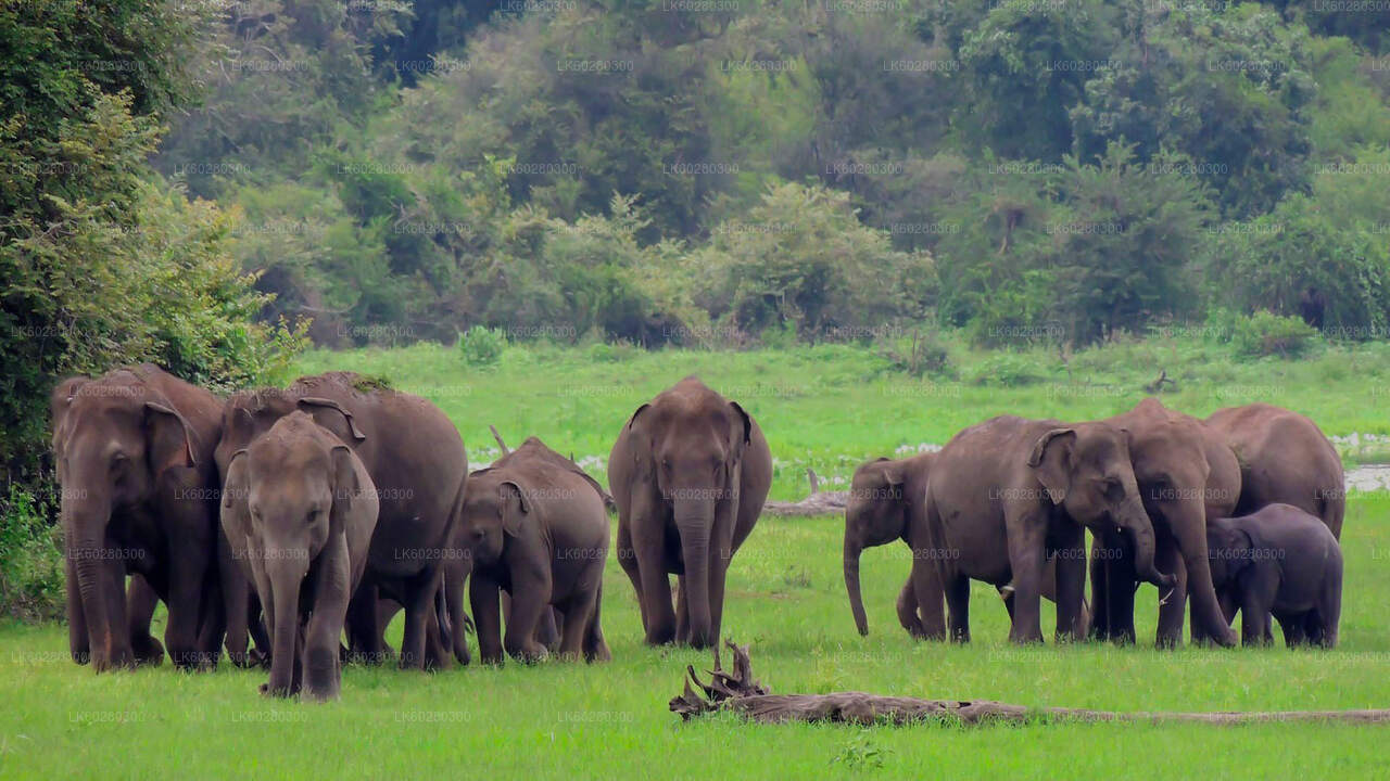 Udawalawe Nationalpark Safari fra Hambantota