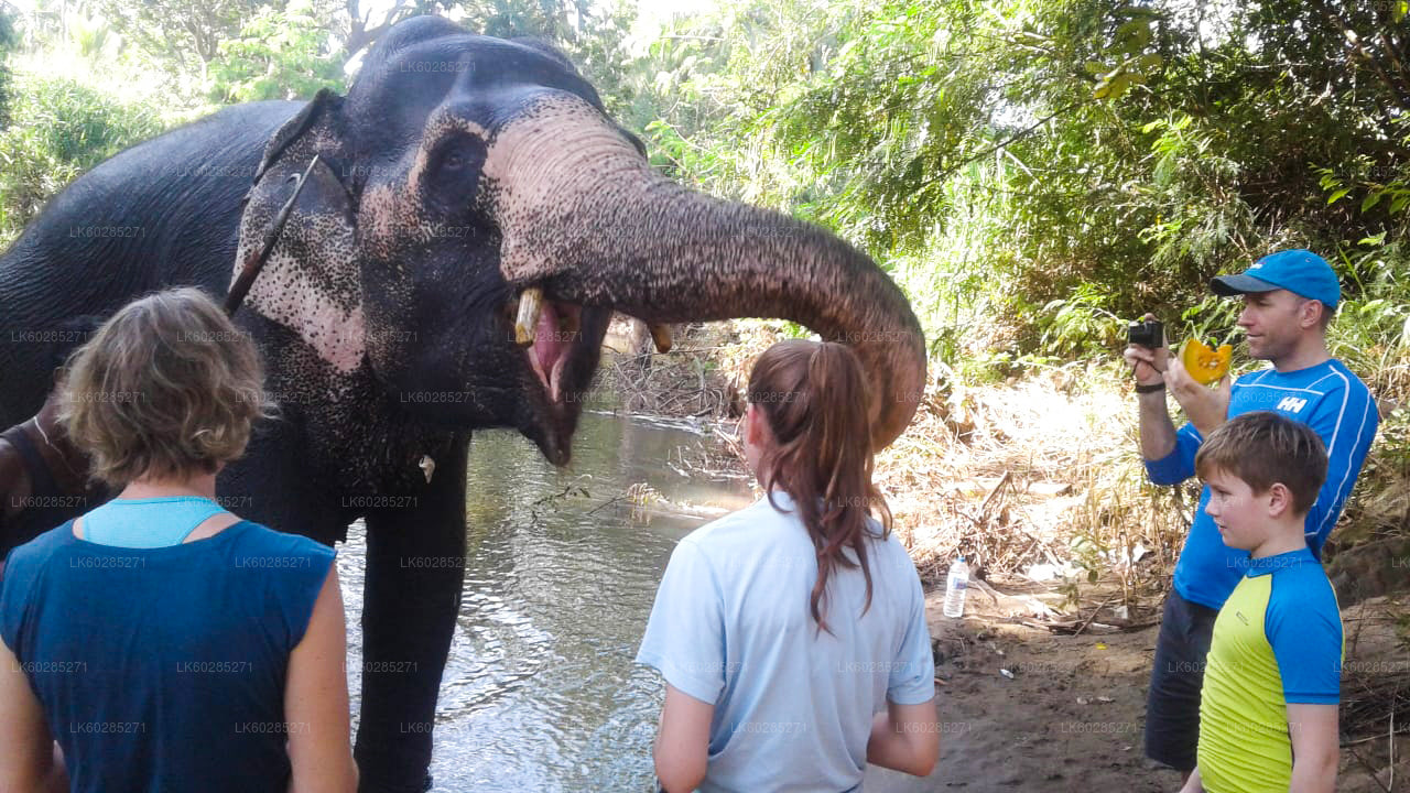 Elefant Tilbage Safari fra Habarana