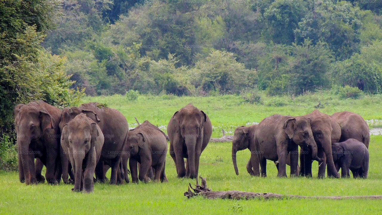 Udawalawe National Park Safari fra Weligama