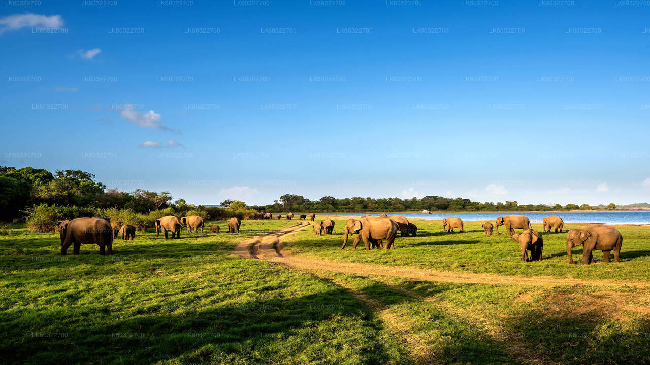 Minneriya National Park Privat Safari fra Habarana