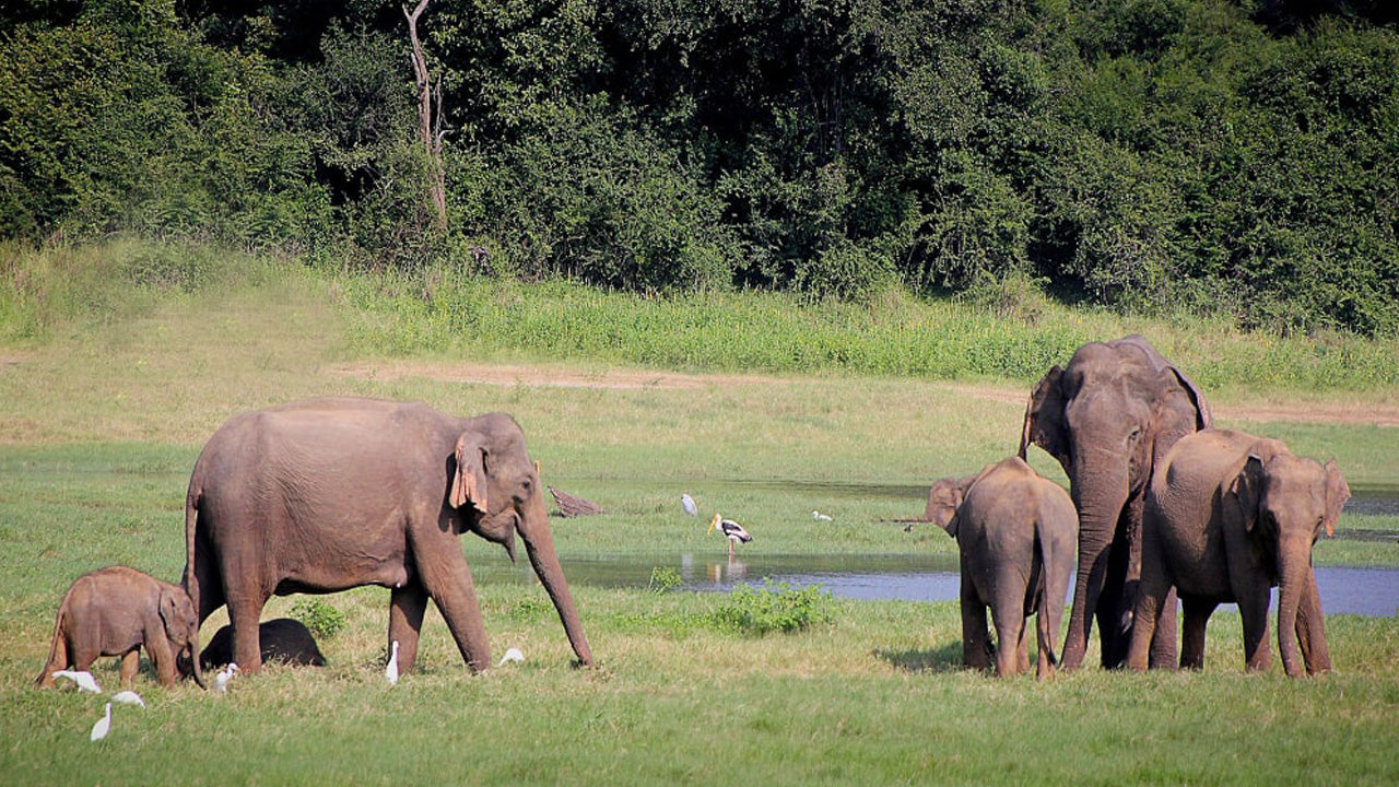 Billetter til Lunugamvehera National Park