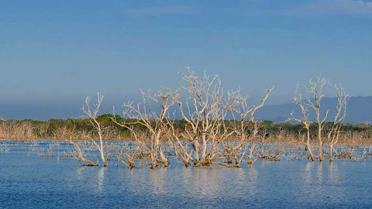 Billetter til Lunugamvehera National Park