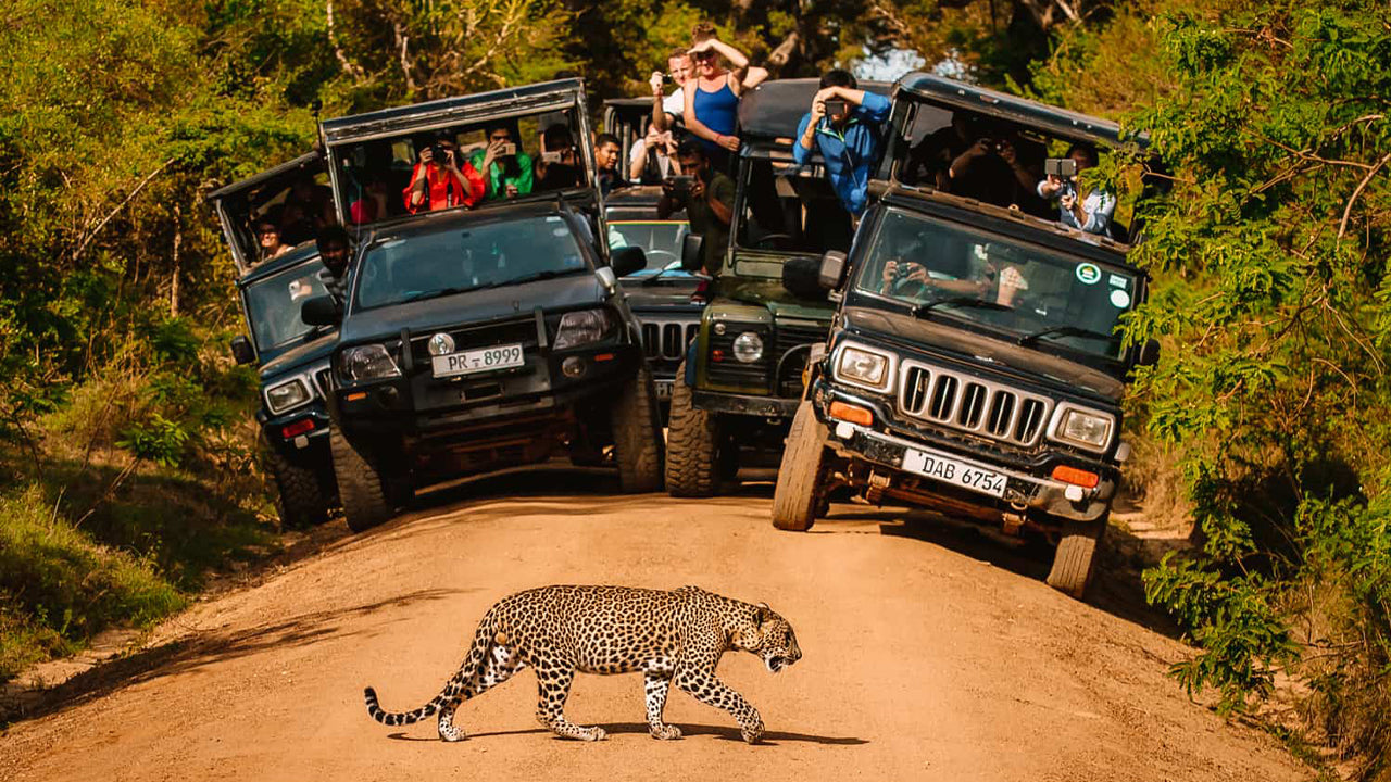 Indgangsbillet til Yala National Park