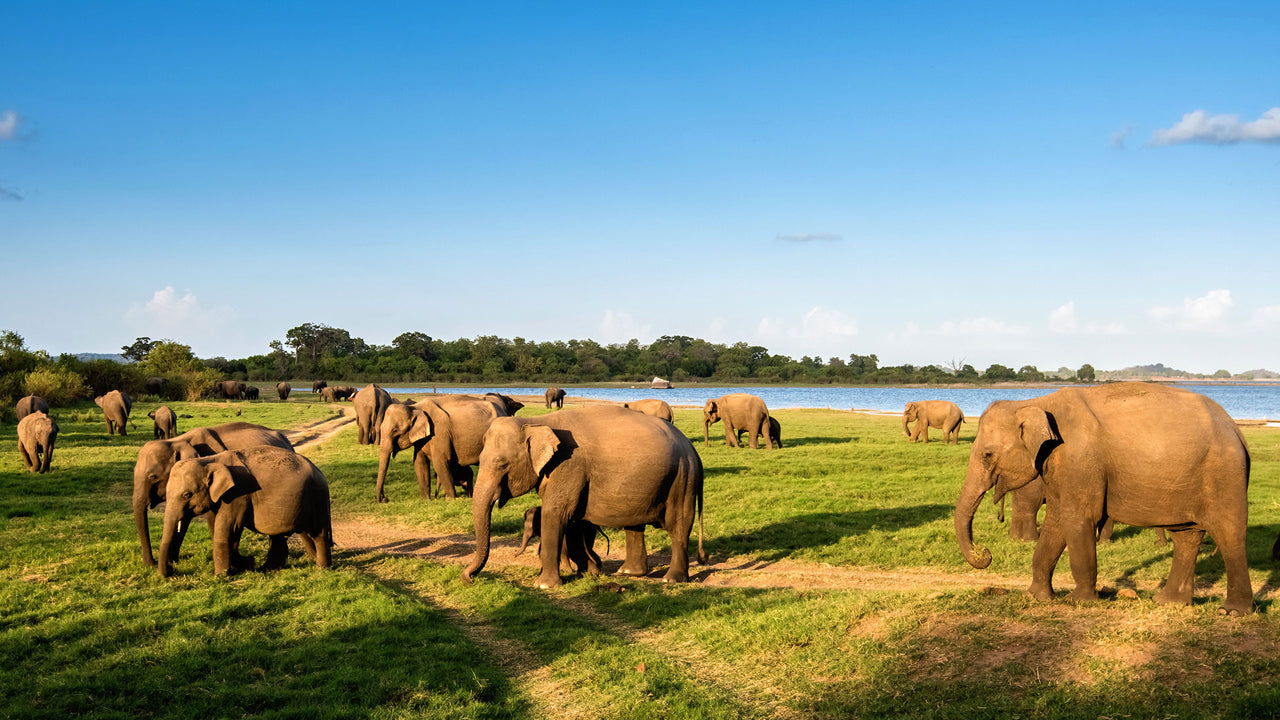 Indgangsbillet til Minneriya National Park