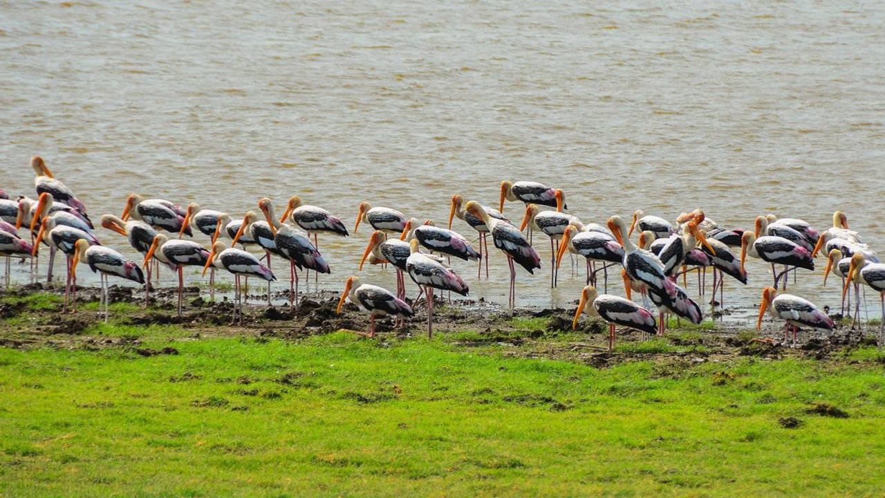 Indgangsbillet til Minneriya National Park